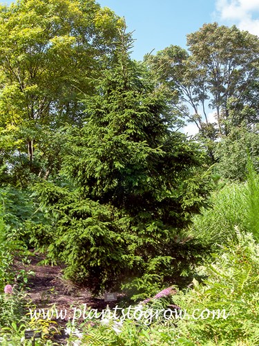 Oriental Spruce (Picea orientalis)